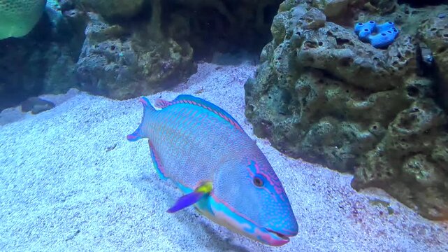 Colorful Parrot Fish catching small particles of food at the Long Beach Aquarium of the Pacific, Los Angeles.