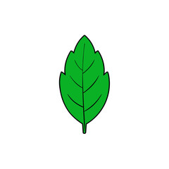 Illustration of a green leaf on transparent background
