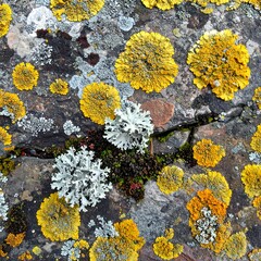 Close-up of rock surface covered in colorful lichen