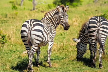 Deux zèbres de Grant paissant dans la savane