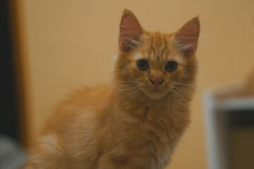 Small orange kitten is looking at the camera with a curious expression.