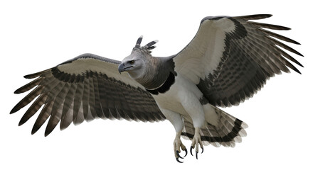 Isolated Harpy Eagle bird of prey with spread wings in flight, predatory animal