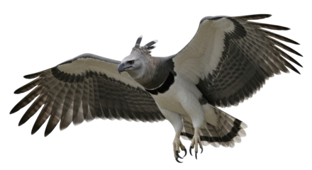 Isolated Harpy Eagle bird of prey with spread wings in flight, predatory animal