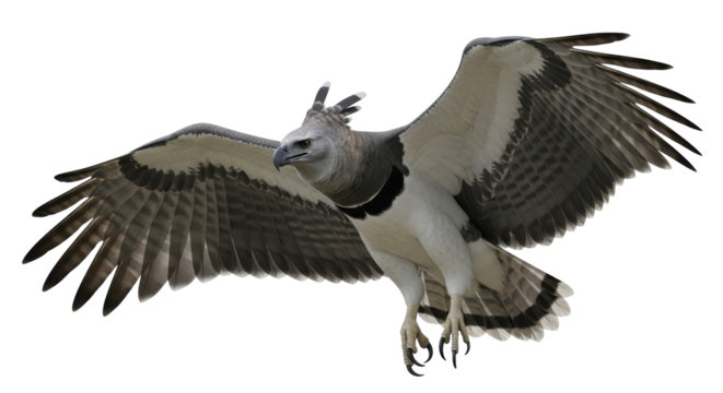Isolated Harpy Eagle bird of prey with spread wings in flight, predatory animal