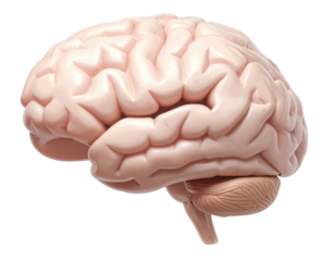 Highly detailed medical illustration of a realistic human brain isolated on pure white background