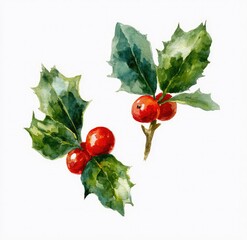 Watercolor illustration of holly sprigs