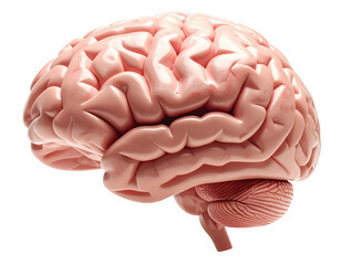 Highly detailed medical illustration of a realistic human brain isolated on pure white background