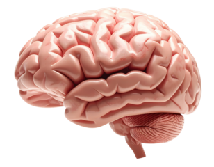 Highly detailed medical illustration of a realistic human brain isolated on pure white background
