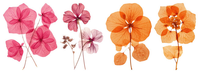 PNG Vibrant pressed floral arrangement, element set on transparent background