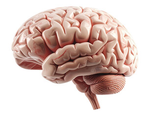 Highly detailed medical illustration of a realistic human brain isolated on pure white background