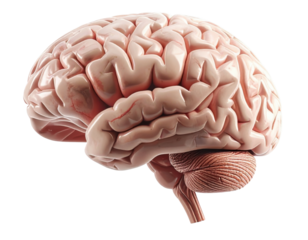Highly detailed medical illustration of a realistic human brain isolated on pure white background