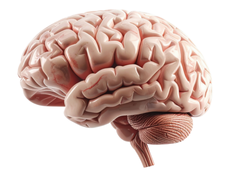 Highly detailed medical illustration of a realistic human brain isolated on pure white background