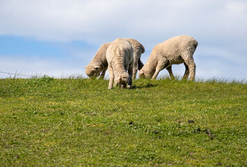 Fototapeta premium Sheep are grazing on a green field at the farm in Australia, Australia agriculture