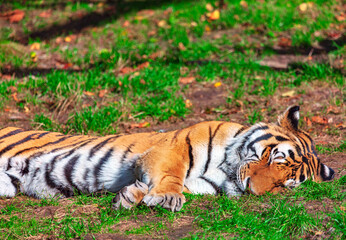 Majestic tiger rests peacefully on grass, its striking orange and black stripes highlighted by the sunlight. Serene moment captures the beauty and grace of this powerful wild animal in nature