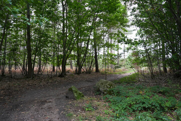 Woodland Walking Trail at Strawberry Hill Heath Mansfield Nottinghamshire England Landscape Image