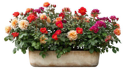Fototapeta premium Mixed variety rose bush in a long rectangular pot background isolated on a Transparent background, PNG file.