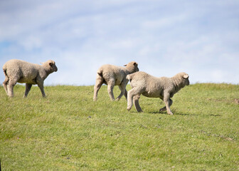 Sheep are grazing on a green field at the farm in Australia, Australia agriculture