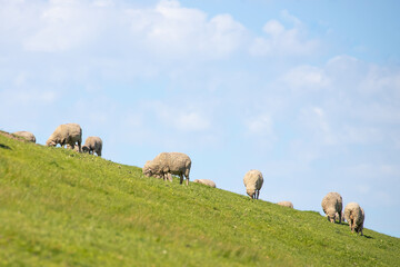 Fototapeta premium Sheep are grazing on a green field at the farm in Australia, Australia agriculture