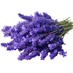 Lavender sprigs in a bouquet, vibrant purple