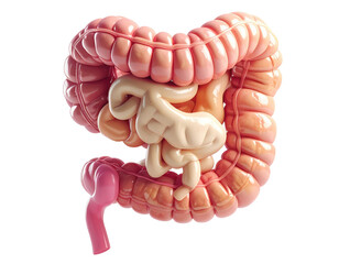 Highly detailed medical illustration of human intestines showing digestive tract structure isolated on pure white background
