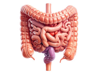 Highly detailed medical illustration of human intestines showing digestive tract structure isolated on pure white background