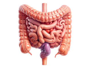 Highly detailed medical illustration of human intestines showing digestive tract structure isolated on pure white background