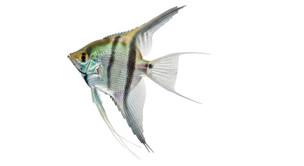 Isolated Angelfish in side view with elegant fins, a beautiful tropical fish