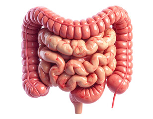 Highly detailed medical illustration of human intestines showing digestive tract structure isolated on pure white background