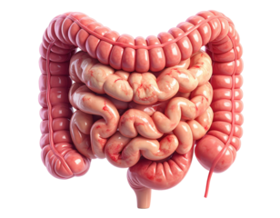 Highly detailed medical illustration of human intestines showing digestive tract structure isolated on pure white background