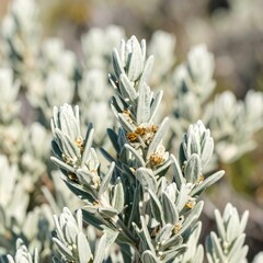 Close-up of silvery-gray foliage
