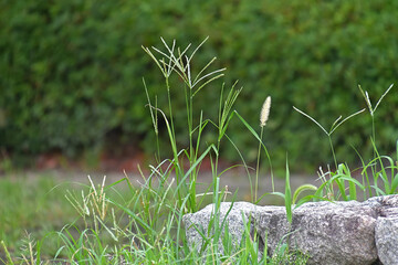 石垣の周りにメヒシバ、オヒシバ、エノコログサが繁っている風景