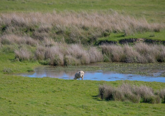 Sheep are grazing on a green field at the farm in Australia, Australia agriculture