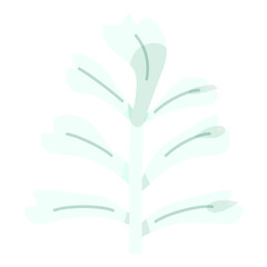 Obraz premium Dusty Miller Silver Leaf Plant for Christmas Decoration