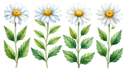 Four watercolor illustrations of charming white daisies with vibrant green leaves, set against a pure white background.