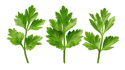 Three Sprigs of Parsley with Glittering Texture on Black Background