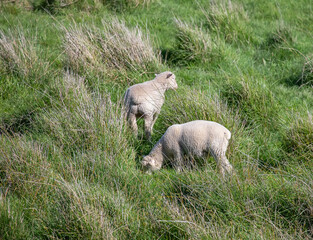 Fototapeta premium Sheep are grazing on a green field at the farm in Australia, Australia agriculture
