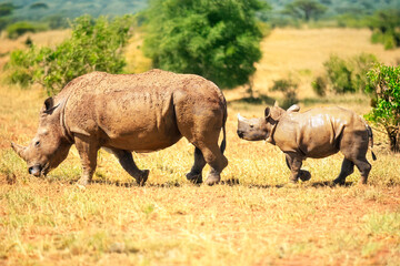 Fototapeta premium Rhinocéros et son petit dans la plaine 