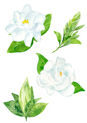 水彩で手描きしたガーデニアの花のイラスト