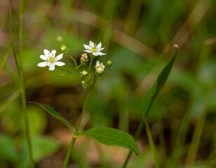 Close-up of small white flowers in a natural setting