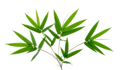 Obraz premium Vibrant green bamboo leaves radiate outwards from a central stem, creating a refreshing image of nature's beauty against a stark white background.