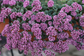 purple lilac flowers