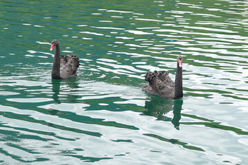 black and white swans