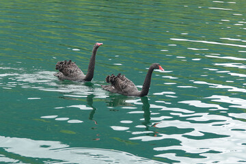 black and white swans