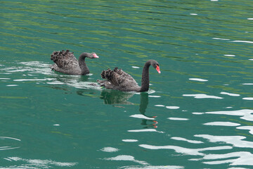 black and white swan