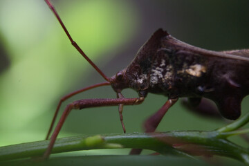 close-up photo of a brown beetle