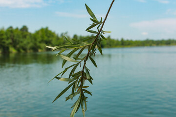 pine tree reflected in water