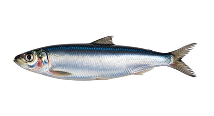 Isolated silvery sardine species, a small oily fish, ready for cooking, close-up view