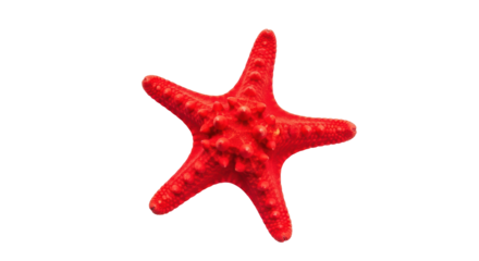 Isolated reddish-orange starfish with bumpy texture, marine invertebrate, sea animal, closeup