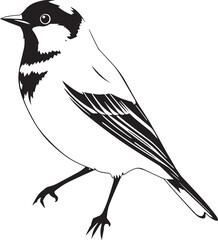 Bird Sparrow. Hand drawn vector illustration