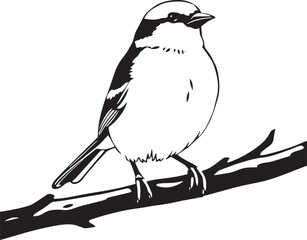 Bird Sparrow. Hand drawn vector illustration